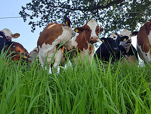 Fleischrinder aus Hattingen