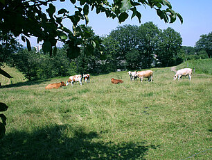 Weidehaltung der Fleischrinder